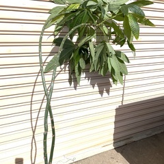 本物の観葉植物　２m程　　支柱がなく曲がっております。の画像