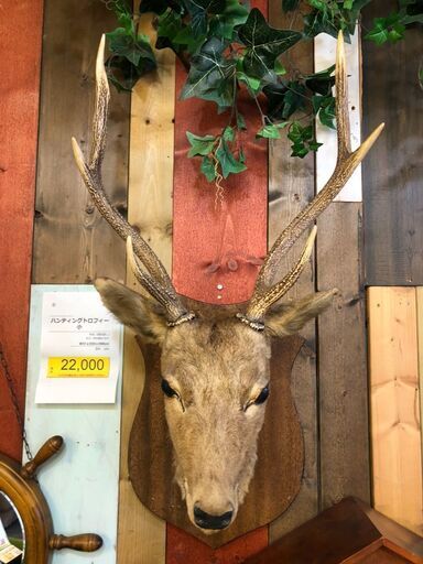 6-104 鹿 ハンティングトロフィー 小【引取限定・現状渡し】カグマニア