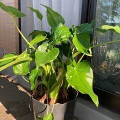 観葉植物　クワズイモ