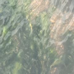 水草　アナカリス
