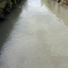 水草　アナカリス
の画像