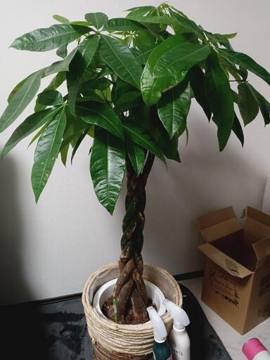 観葉植物