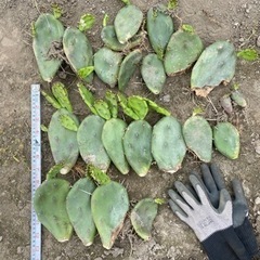 6/5  17:00まで！20枚以上！ウチワサボテン、