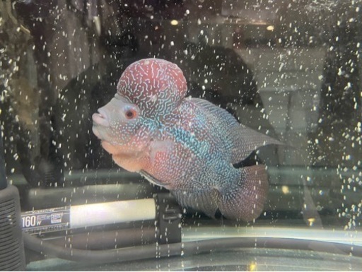 熱帯魚 フラワーホーン  花羅漢 シクリッド 約20cm 60cm 水槽 セット 付き