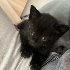黒キジの男の子