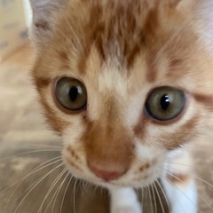 性別オス　生後1-2ヶ月　子猫　保護猫