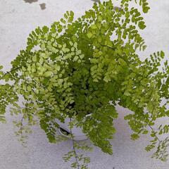 アジアンタム(観葉植物)の苗