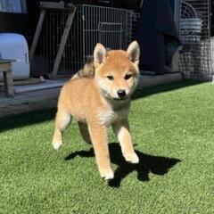 柴犬　活発でやさしい子犬　２か月