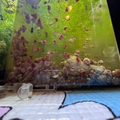 ピンクラムズホーン 50個⇨1000円　熱帯魚 水槽 大量 綺麗...