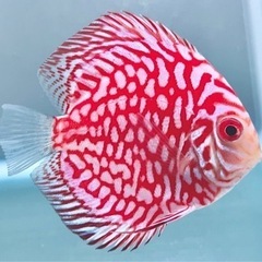 ディスカス　レッド　ピジョン