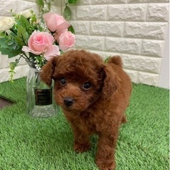 ペットショップcoco新福Open前記念セール中🐶40匹