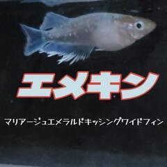 極上！エメキン　めだか　1ペア。　
