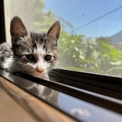 生後1ヶ月の子猫里親募集してます！男の子