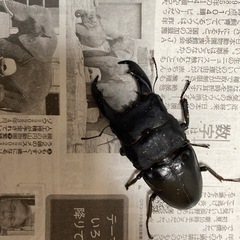 テイオウヒラタクワガタ　約100㎜　他3匹　　の画像