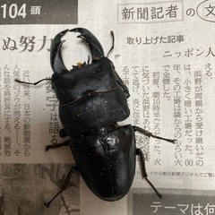 テイオウヒラタクワガタ　約100㎜　他3匹　　