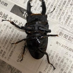 テイオウヒラタクワガタ　約100㎜　他3匹　　の画像