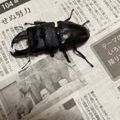 テイオウヒラタクワガタ　約100㎜　他3匹　　の画像