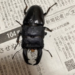 テイオウヒラタクワガタ　約100㎜　他3匹　　の画像