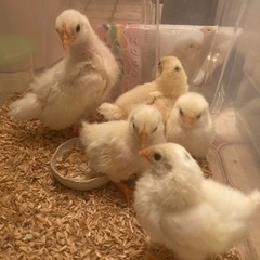 碁石チャボ　2羽以上