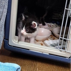 子猫　推定2カ月 - 猫