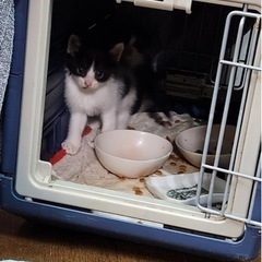 子猫　推定2カ月 - 石岡市