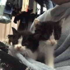 子猫　推定2カ月