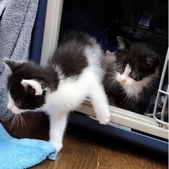 子猫　推定2カ月 − 茨城県