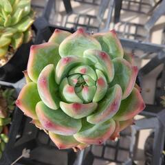 〈売ります多肉〉　多肉植物エケベリア　チワワエンシス
