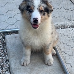 小型犬〜大型犬の犬舎スタッフ
