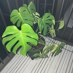 【決まりました】入院中に1〜2週間ほど植木鉢を３つ預かっていただ...