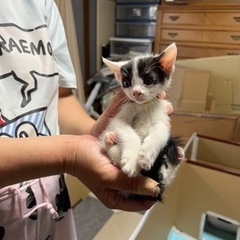 ハチワレ4兄妹！モーモーちゃん決まりました。