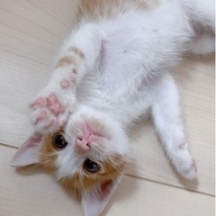 茨城県央より！里親募集🐈⚠️猫エイズキャリア猫