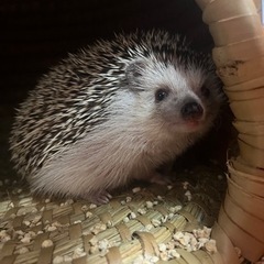 ハリネズミ
