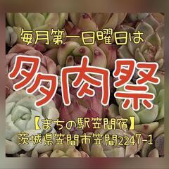 8/4 多肉祭と、むかしながらの「青空市」フリーマーケットの画像