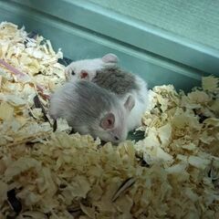 ヤワゲネズミの赤ちゃん