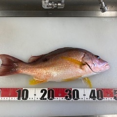 カヤック　sup ボート釣り友達募集です😗 − 和歌山県
