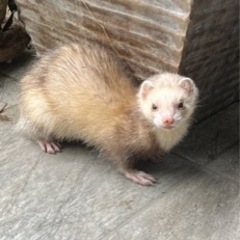 フェレットちゃん♡無事飼い主さん見つかりました