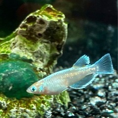 メダカ　色々の画像