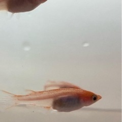 メダカ　色々の画像