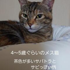 サバトラの猫が迷子になってます。