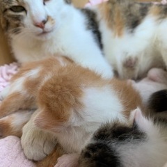 子猫3匹 新しい写真アップしました！