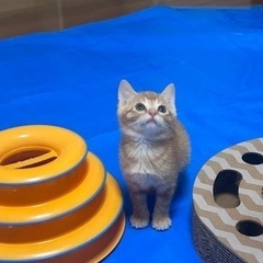 生後1ヶ月半の茶トラ みかん 性別確定してません トライアル決ま...