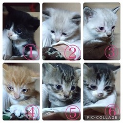 子猫　生後1ヵ月