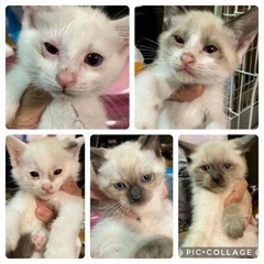一時停止★ 子猫　生後1ヵ月過ぎ