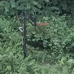 スポーツ　バスケ　バスケットゴール