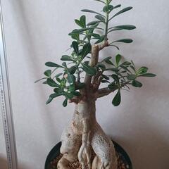 アデニウム　ジャイアント