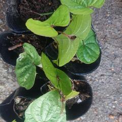 ヤマノイモ苗 五ポット(5株) ⑩ ナガイモ トロロイモ 自然薯 長芋 無農薬 園芸 ガーデニング 野菜 家庭菜園の画像