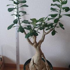 アデニウム　ジャイアント