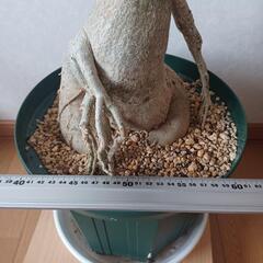 アデニウム　ジャイアントの画像