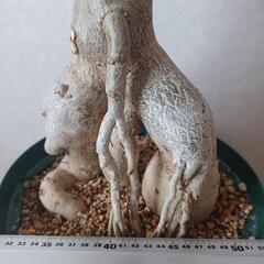 アデニウム　ジャイアントの画像